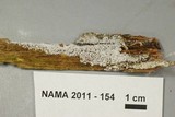 Ceratiomyxa fruticulosa var. fruticulosa image