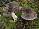 Tricholoma luteomaculosum image