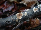 Crepidotus malachius image