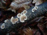 Crepidotus malachius image