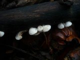 Crepidotus malachius image