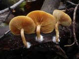 Gymnopilus penetrans image