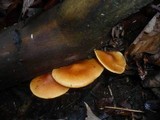 Gymnopilus penetrans image