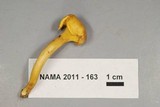 Cantharellus appalachiensis image