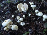 Hygrophorus chrysodon image