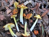 Hygrocybe acutoconica image
