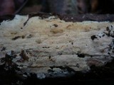Hyphodontia rimosissima image