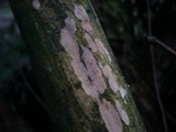 Filobasidiella lutea image