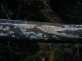 Filobasidiella lutea image