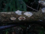 Filobasidiella lutea image