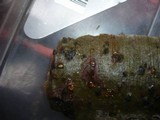Prosthecium auctum image