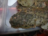 Prosthecium auctum image