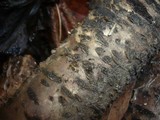 Sillia ferruginea image