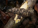 Sillia ferruginea image