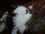 Trechispora fastidiosa image