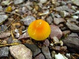 Hygrocybe psittacina var. perplexa image