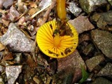 Hygrocybe psittacina var. perplexa image
