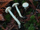 Hygrocybe pratensis var. pallida image