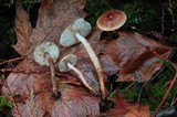 Tricholoma aurantio-olivaceum image