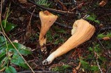 Clavariadelphus truncatus image