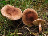 Tricholoma vaccinum image