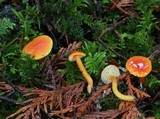 Hygrocybe miniata image