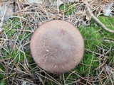 Tricholoma imbricatum image