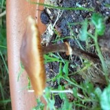 Conocybe rugosa image