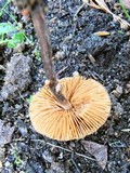 Conocybe rugosa image