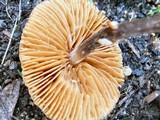 Conocybe rugosa image