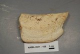 Climacodon septentrionalis image