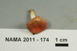 Russula operta image