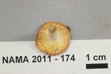 Russula operta image