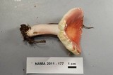 Russula subtilis image