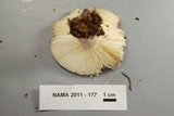 Russula subtilis image