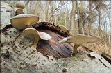 Polyporus brumalis image