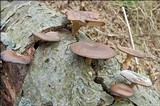 Polyporus brumalis image