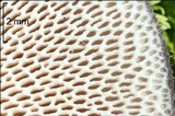 Polyporus brumalis image