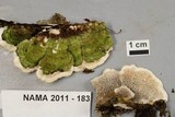 Cerrena unicolor image