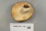 Russula variata image