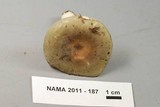 Russula modesta image