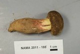 Boletus roseipes image