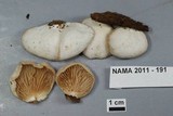 Crepidotus applanatus image
