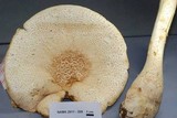 Amanita rhopalopus image