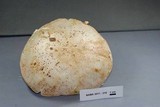 Amanita daucipes image