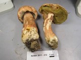 Boletus subcaerulescens image