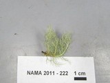 Usnea hirta image