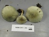Clitocybe odora image