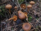 Cortinarius cinnamomeus image