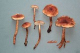 Tricholoma aurantio-olivaceum image